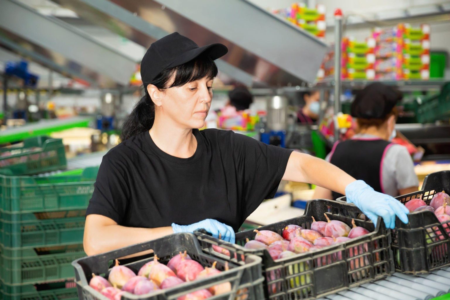 Exporting Mangoes to Australia Regulations, Requirements, and Best