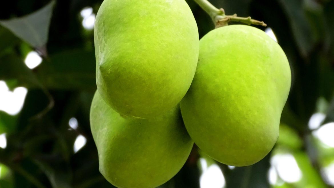 Navigating the Export Process A Guide for Mango Farmers and Exporters