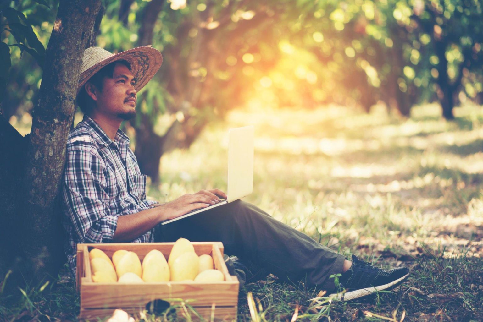 Sustainability in Mango Exports to Australia The Importance of Ethical