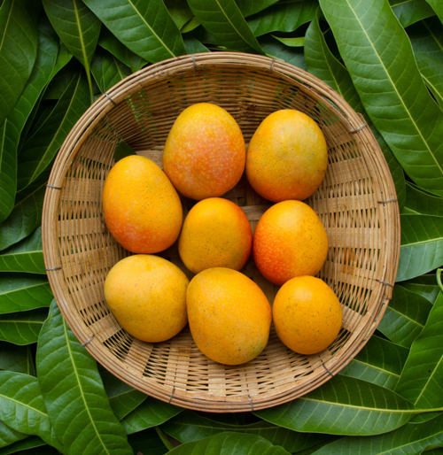 Australain Mango exporter